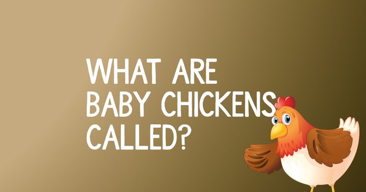 What Are Baby Chickens Called?