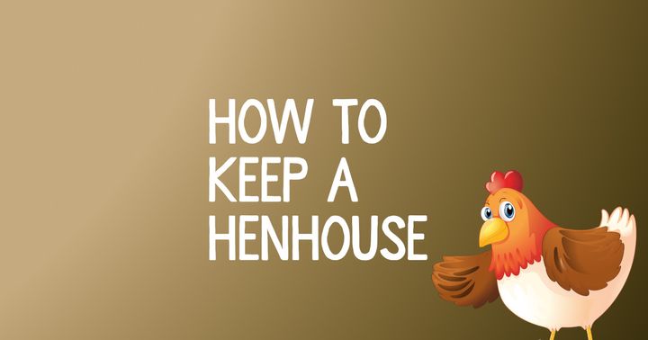How To Keep (And Look After) A Henhouse