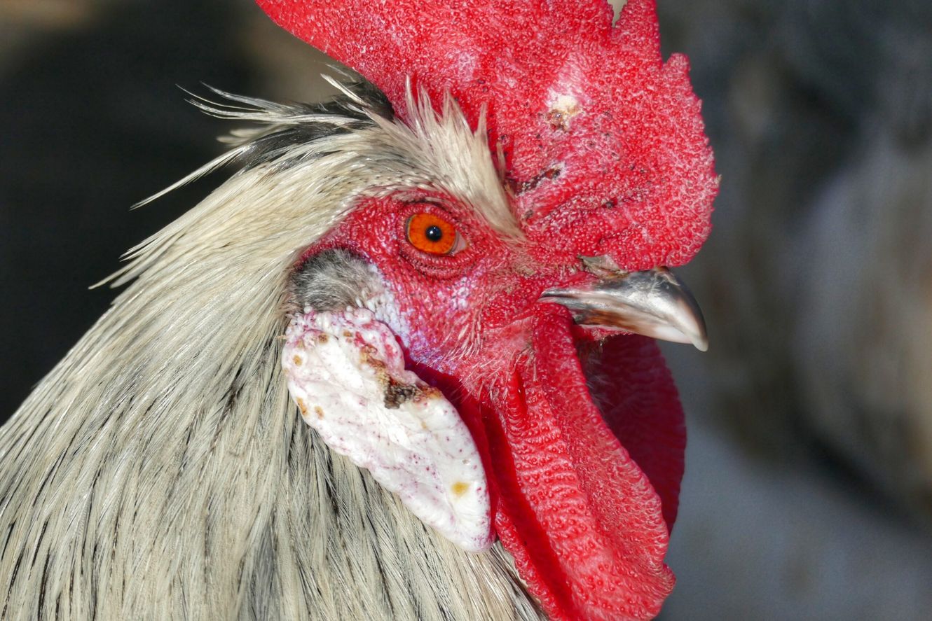 How Long Do Roosters Live?