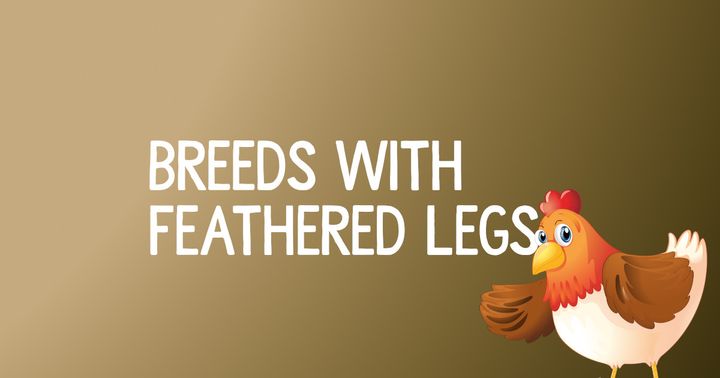 Chicken Breeds With Feathered Legs