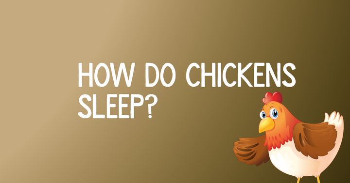 How Do Chickens Sleep?