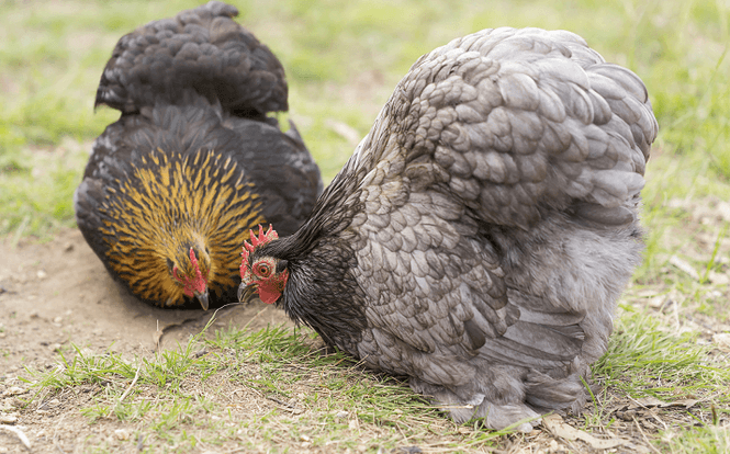 Cochin chickens