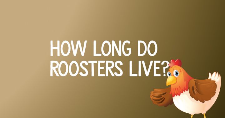 How Long Do Roosters Live?