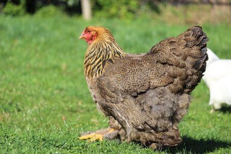 What breed of chicken is this ???? It has green legs !