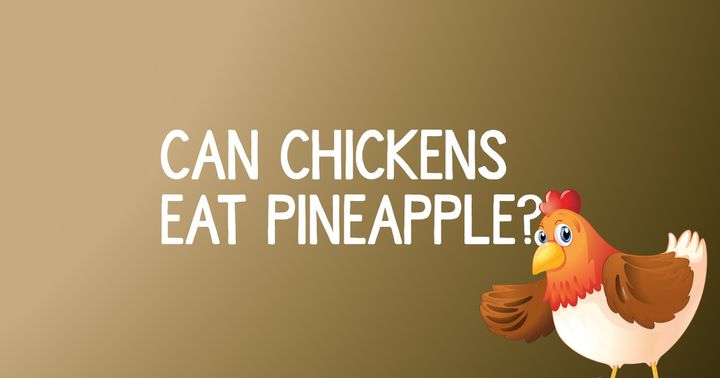 Can Chickens Eat Pineapple?