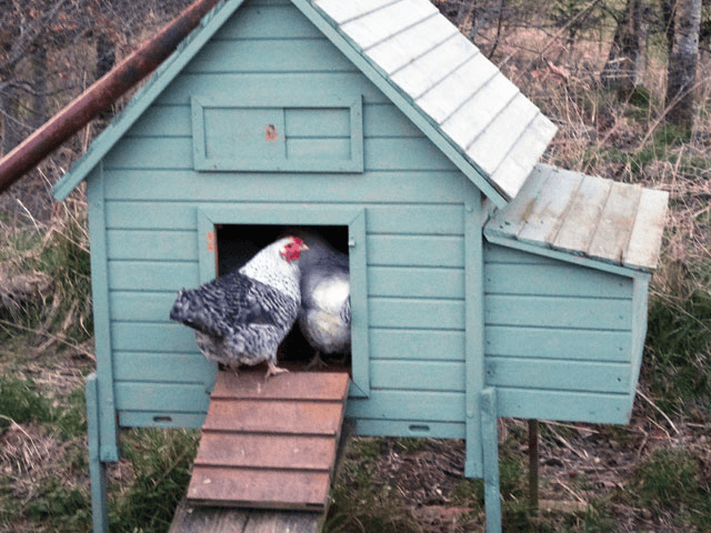 Traditional chicken coop