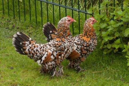 Booted Bantam chickens