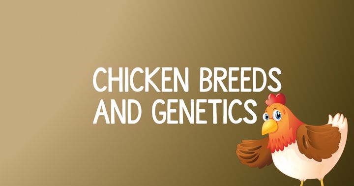 Chicken Breeds And Their Genetics: How New Breeds Develop