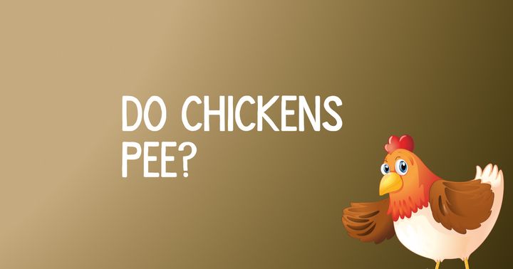 Do Chickens Pee?
