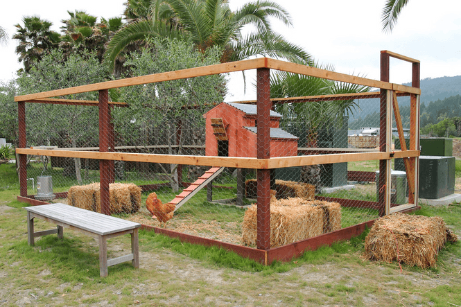 The Open Yard -- Best chicken Coop for large spaces