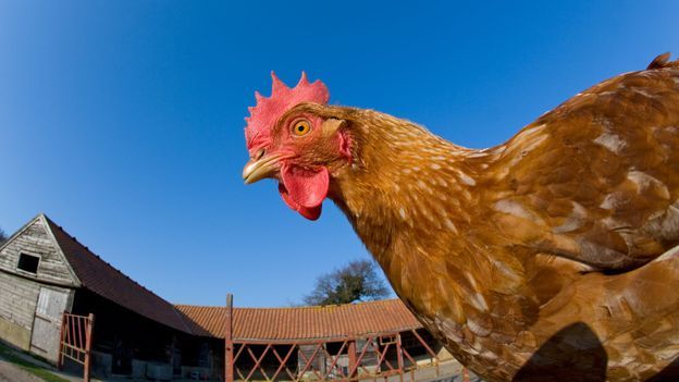 Are Chickens Mammals Or Reptiles? The Surprising Truth!