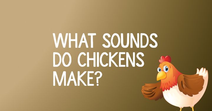 What Sounds Do Chickens Make?