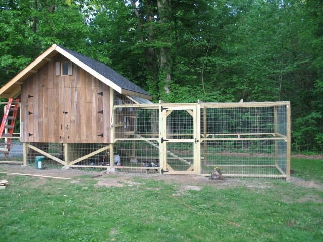 What Size Chicken Coop is Suitable for 10 Chickens?