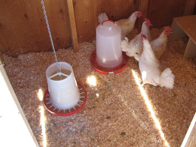 chickenfeeder