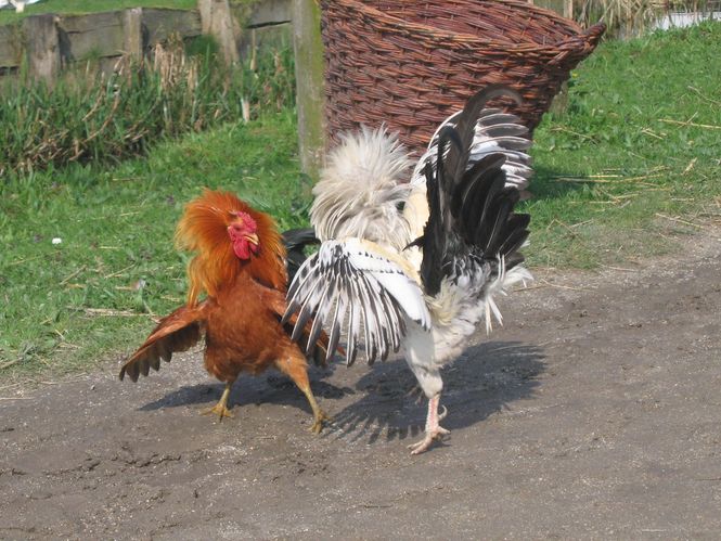 chickensfighting