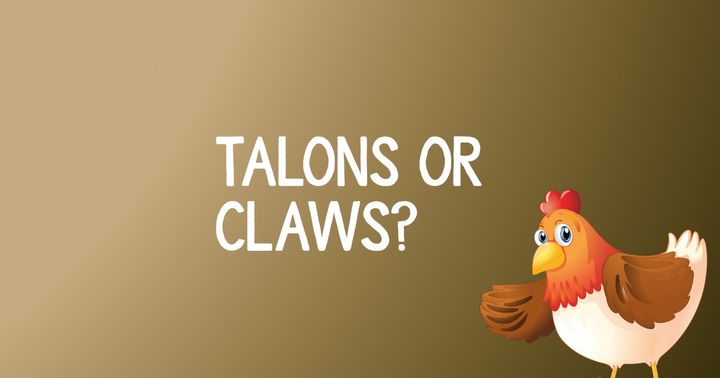 Do Chickens Have Talons Or Claws?