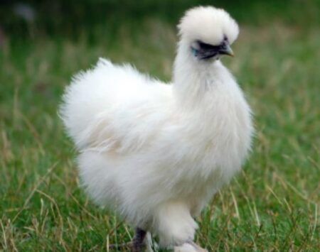 Silkie chickens