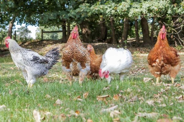 What is a Group of Chickens Called? (Complete List + Why?)