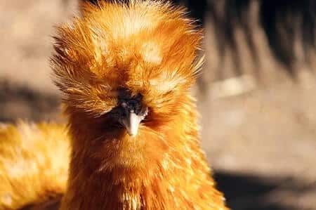 Silkie Rooster Characteristics