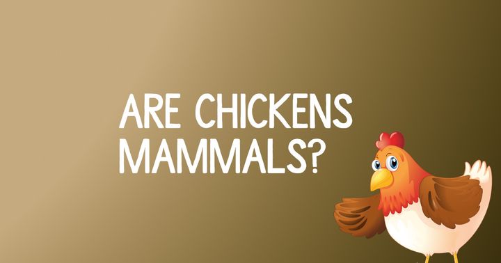 Are Chickens Mammals Or Reptiles? The Surprising Truth!