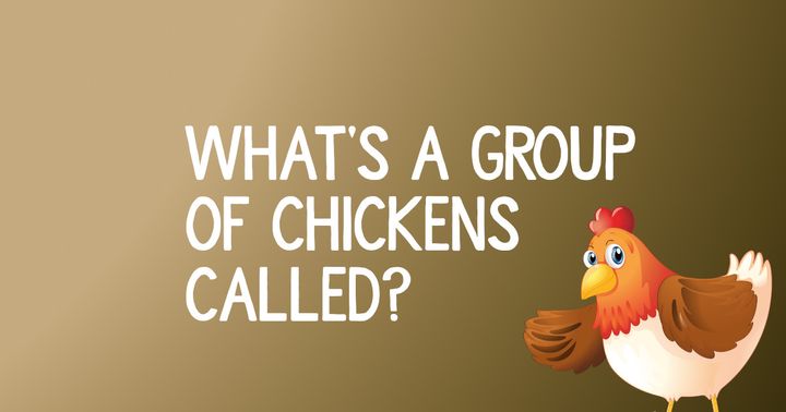 What Is A Group Of Chickens Called?