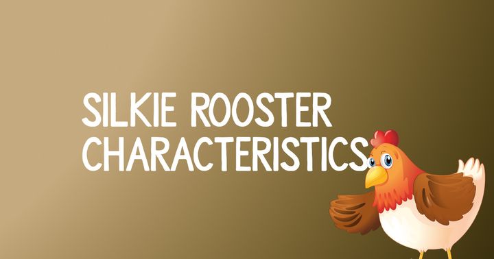 Silkie Rooster Characteristics