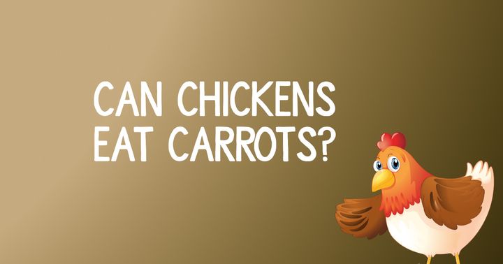 Can Chickens Eat Carrots?